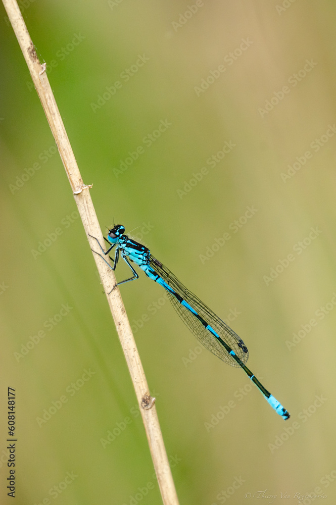 Agrion bleu Agrion bleu