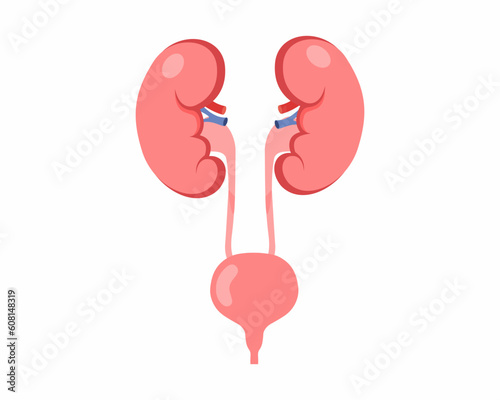 Kidneys And Bladder Human Internal Organ Urinary system anatomy