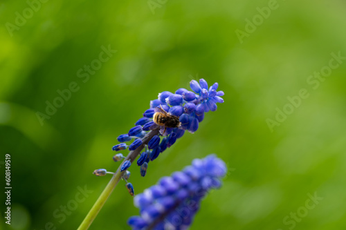 A bee on a hyacinth in nature
