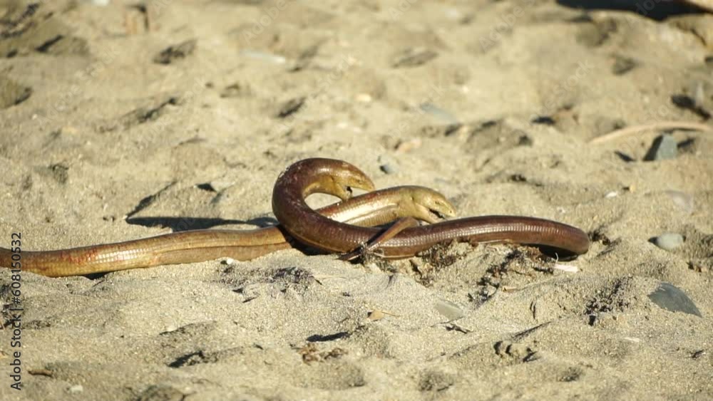 two big snakes on the sand, coiling and biting in a fight. Pseudopus ...