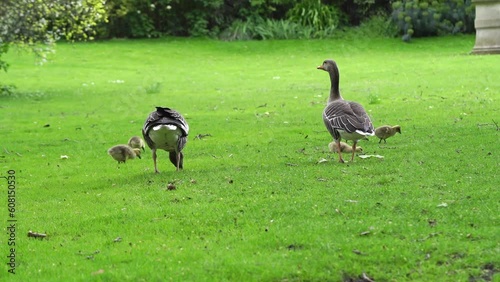 Goose Family. 4K Footage of Goslings Playfully Walking and Grazing on the Grass. Joyful moments of a goose family as the goslings take playful strides and graze on the lush green grass. photo