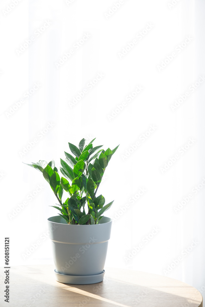 Zamioculcas close-up in the interior on a table in a planter on a white background of a window with a curtain. Houseplant Growing and caring for indoor plant, green home. Minimalism