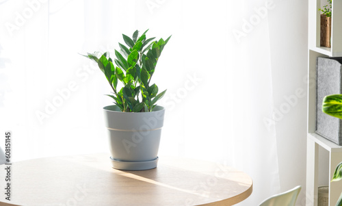 Zamioculcas close-up in the interior on a table in a planter on a white background of a window with a curtain. Houseplant Growing and caring for indoor plant, green home. Minimalism