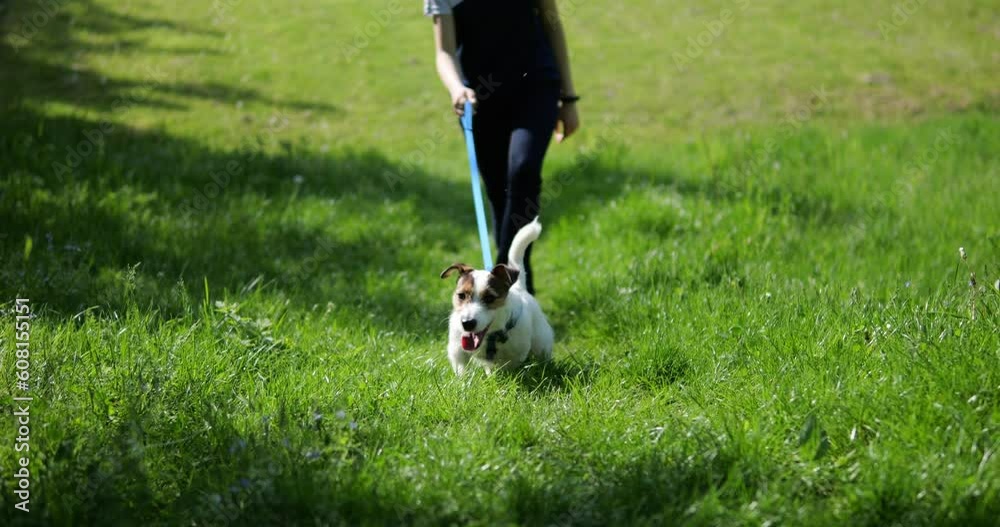 Walk the dog on the lawn. The dog runs on the green grass. On a leash