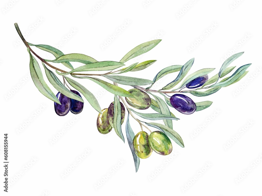 Obraz premium Watercolor illustration. A long curved branch with green and black olives and leaves on a white background. Hand-painted floral illustration. For design, printing and fabric, oil packaging, soap.