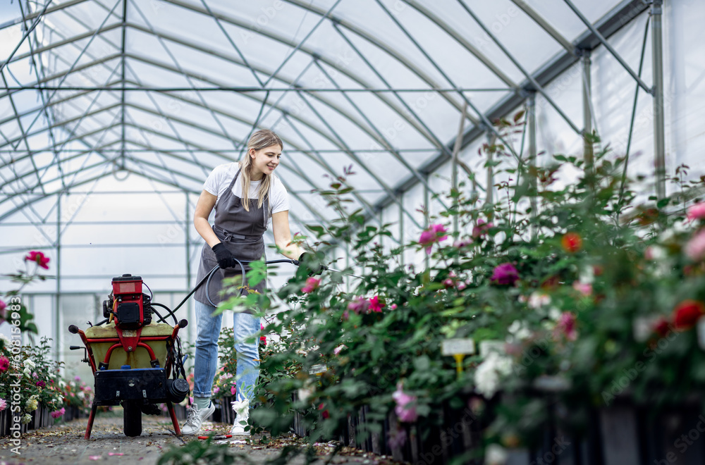 Female gardener in apron working with roses water them in the greenhouse.