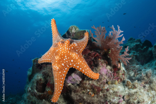 a starfish stuck to the reef