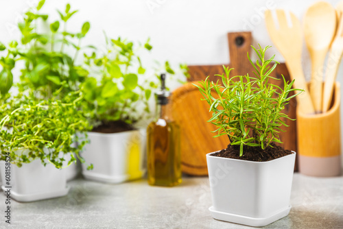 Fresh garden herbs in pots. Rosemary  mint  oregano and thyme in white pots. Seedling of spicy spices and herbs. Assorted fresh herbs in a pot. Home aromatic and culinary herbs.Place for text.