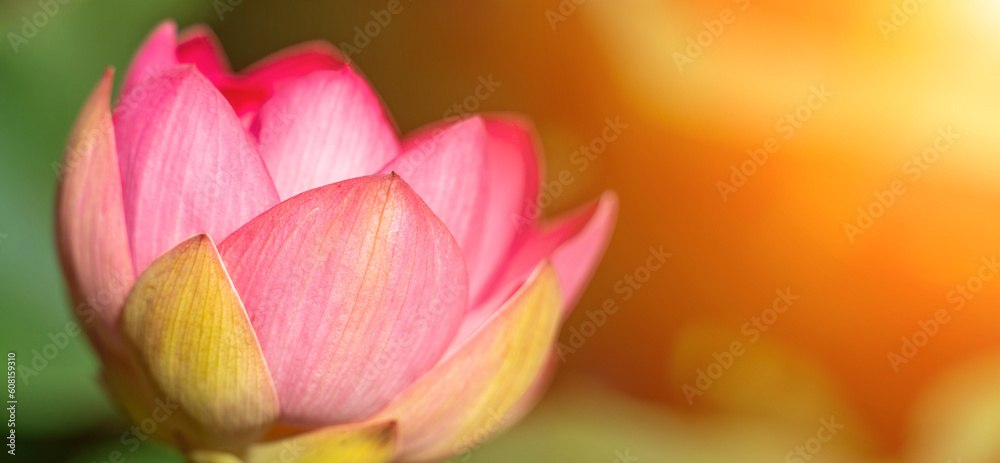 A pink lotus flower sways in the wind. Against the background of their green leaves. Lotus field on the lake in natural environment.