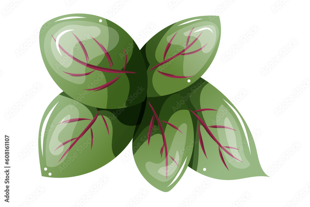 Oseille format vectoriel fond transparent, clipart
