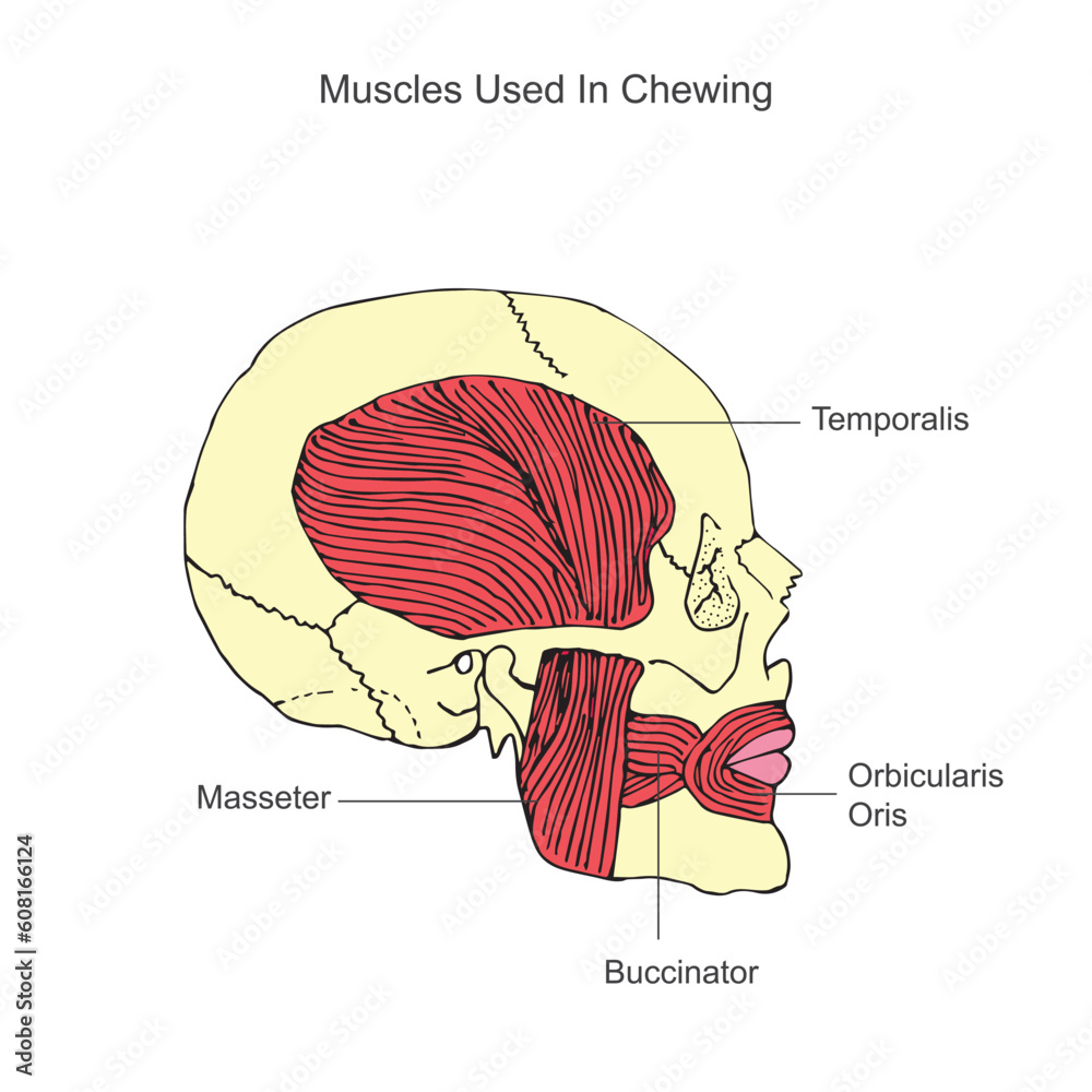 Vetor de Human anatomy. The jaw muscular system on the human skull ...