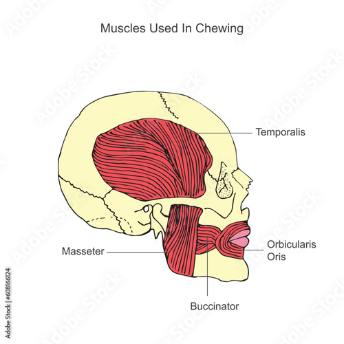 Human anatomy. The jaw muscular system on the human skull.Muscles used in chewing. chewing muscles. photo