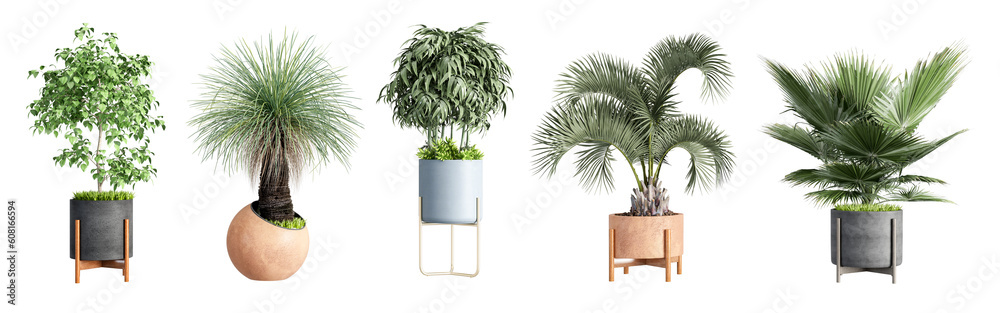 Fototapeta premium Plant isolated on white background 