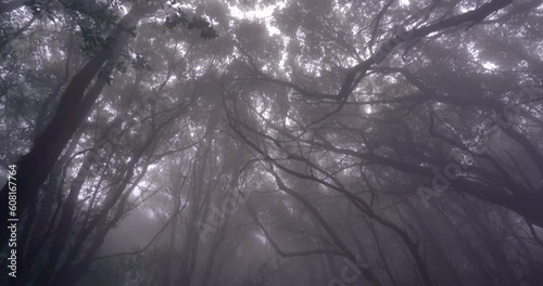 Tilt down shot of laurel forest on a foggy day in Anaga Natural Park Tenerife. photo