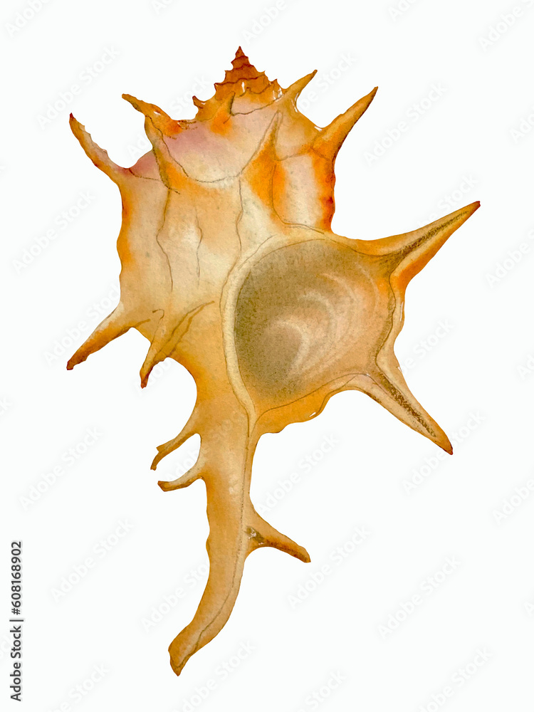 Watercolor set of seashells. Watercolour hand drawn illustration isolated on white background. Watercolor set of seashells. Watercolour hand drawn illustration isolated on white background.