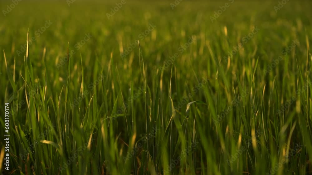 Green grass in focus in the foreground