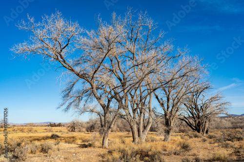 Trees at Aztec Ruins National Monument