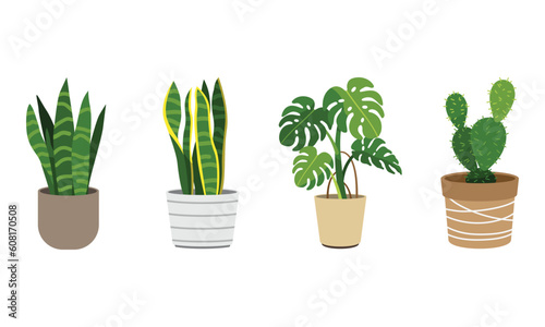 Set of different indoor plant in a pot