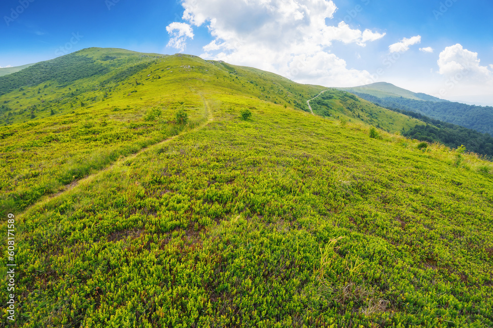 hiking path through the green hill. mountain landscape in summer. countryside tourism in ukraine