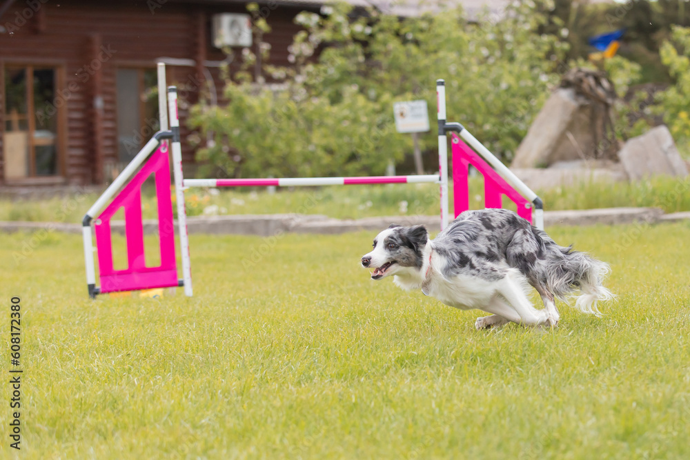 Crossbreed dog jumps over a hurdle of an agility course