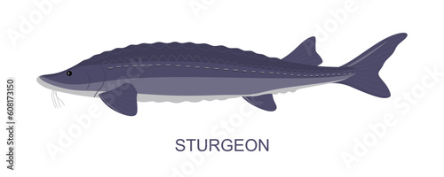 Sturgeon Fish or Acipenser Isolated on white background. Design for packaging, decoration, educational, graphics etc. Sturgeon fish in flat cartoon vector illustration photo