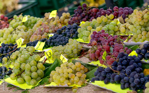 Obraz na plátně Harvest from grapes of different varieties grown on the northernmost point in Europe