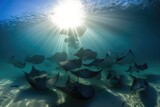 school of rays swimming together in synchronized formation, created with generative ai