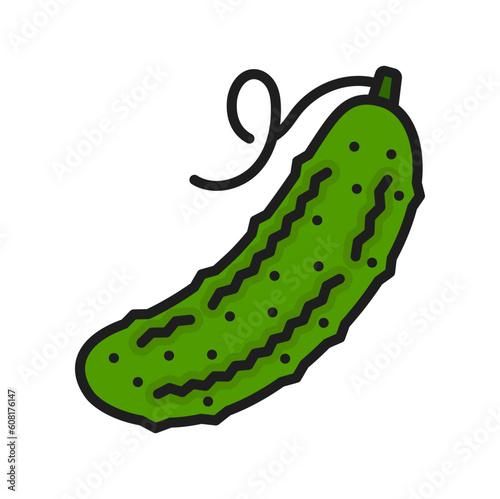 Raw green cucumber isolated vegetable color line icon. Vector healthy organic outline cucumber dieting vegetarian food, outline vegetable