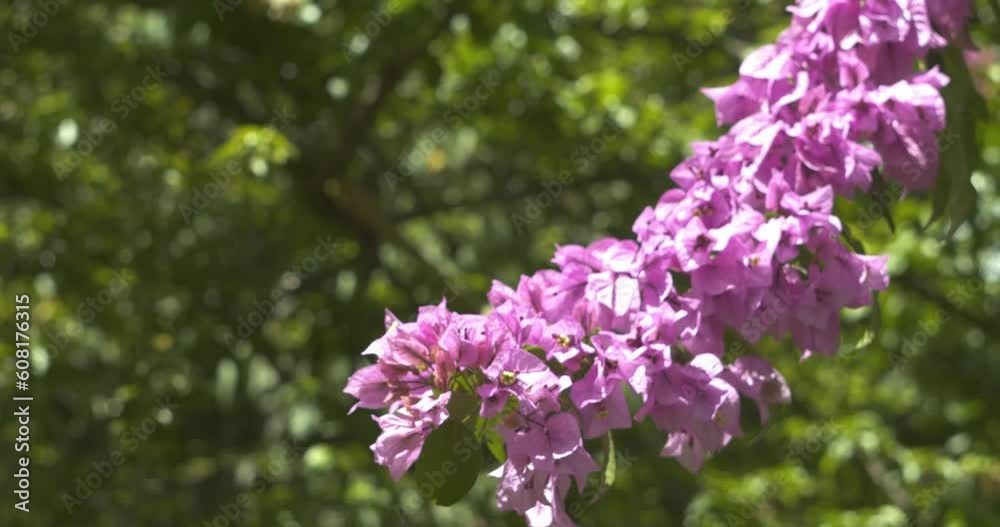 Bougainvillea glabra inflorescence in a botanical garden Bougainvillea glabra inflorescence in a botanical garden