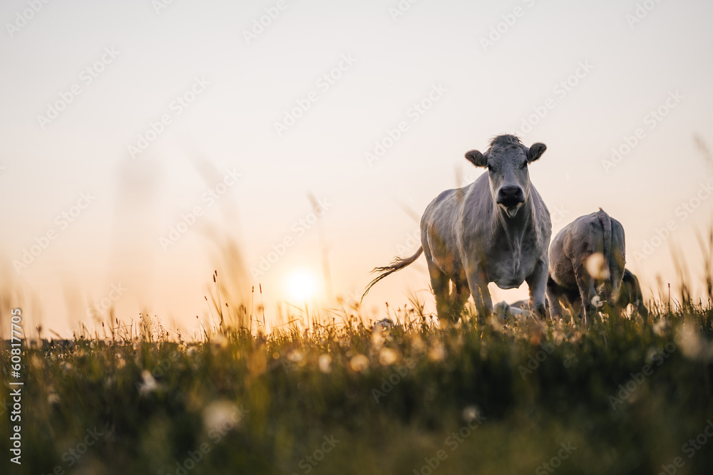 Beautiful sunset on a pasture or a meadow, where cows and calves graze on a green grass. Cow grazing on a pasture during a sunset. Countryside pasture with green grass and flowers, cattle grazing. - obrazy, fototapety, plakaty 