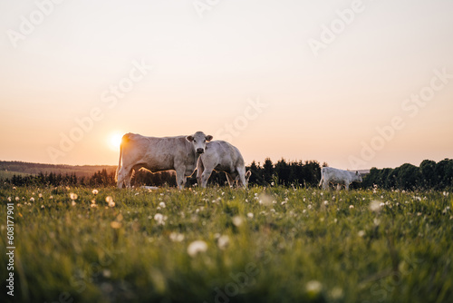 Behang Beautiful sunset on a pasture or a meadow, where cows and calves graze on a green grass