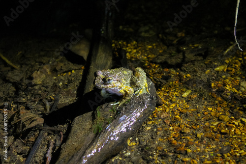 やんばるの森の生き物　ナミエガエル