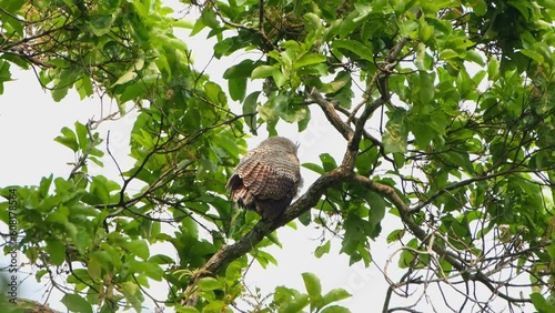Feathers puffing and moving with the wind as seen from its back perching on a branch, Spot-bellied Eagle-owl Bubo nipalensis, Thailand photo