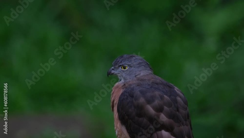 Looking to the left moving its head and turns revealing its left eye, Chinese Sparrowhawk Accipiter soloensis, Philippines. photo