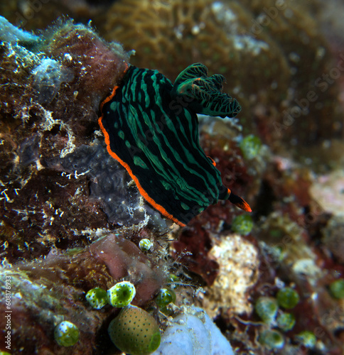 A Nembrotha Kubaryana nudibranch crawling on soft corals Boracay Island Philippines
