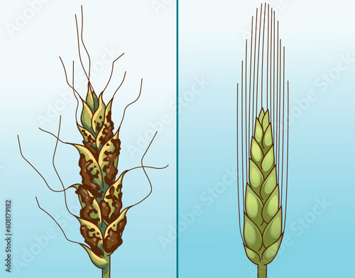 Plant disease. Wheat disease. Wheat close-up. Before, after. Vector illustration.