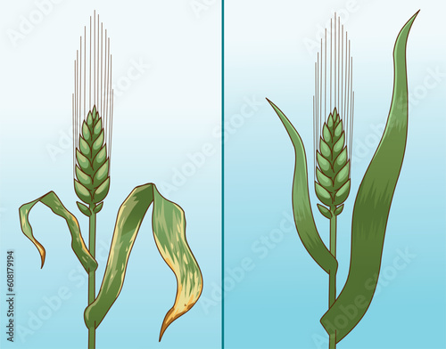 Plant disease. Wheat disease. Wheat close-up. Before, after. Vector illustration.