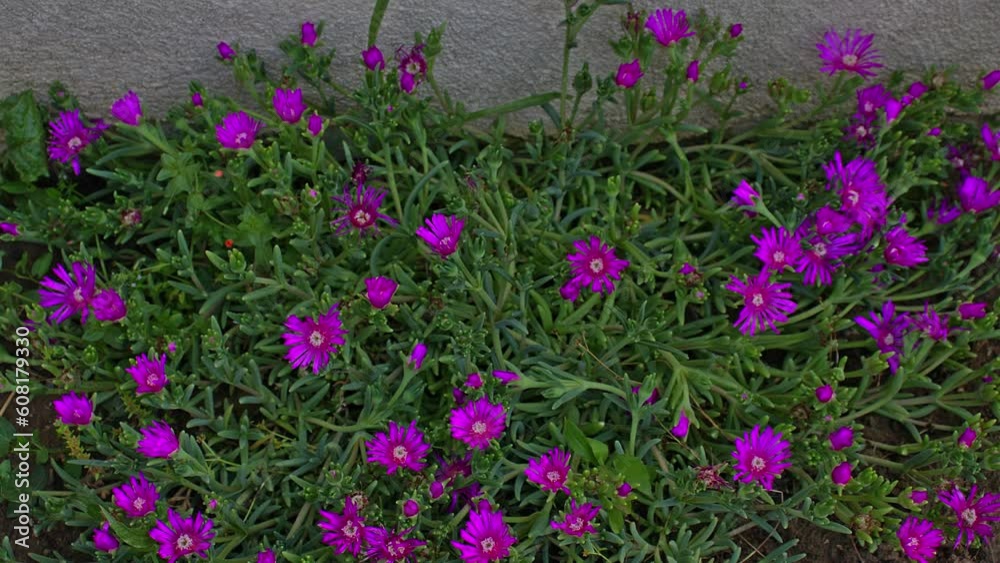 timelapse of purple flower of a succulent plant delosperma cooperi. timelapse of purple flower of a succulent plant delosperma cooperi.