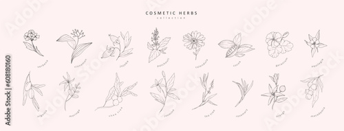 Vector hand drawn cosmetic herbs set. Vintage trendy botanical elements. Hand drawn line leaves branches and blooming. Vector trendy © merfin