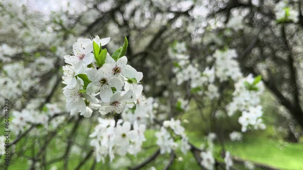 Blooming cherry tree in spring blooms with white flowers. Blooming cherry tree in spring blooms with white flowers.