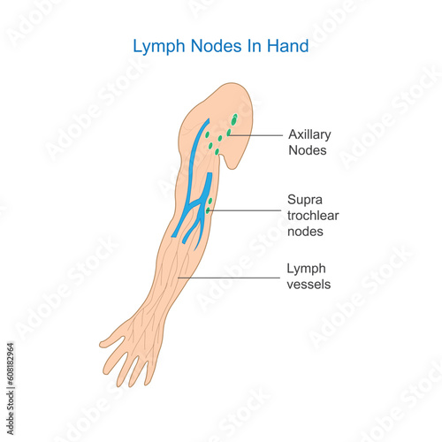 Lymph Node Anatomy. Labeled diagram showing the lymph nodes in hand. photo