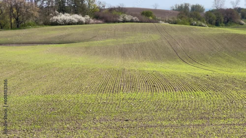 Growing crop in wavy landscape at Ruuthsbo, Ystad, Scania, Sweden, Scandinavia, Europe