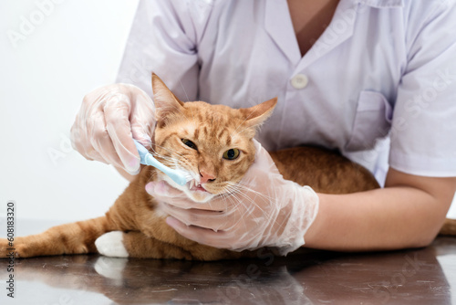 Cleaning cat teeth with toothbrush