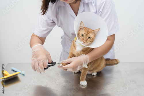 Cat's getting a nail trim