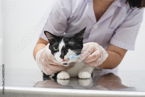 Cleaning cat teeth with toothbrush