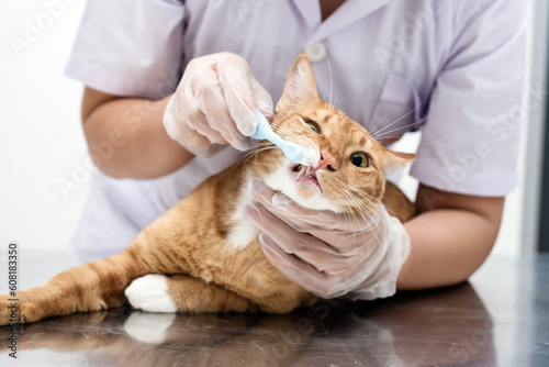 Cleaning cat teeth with toothbrush