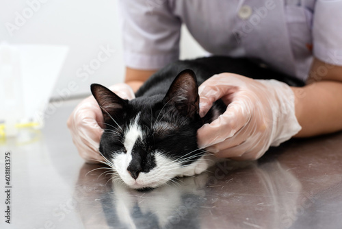 scratches the cat's face for relax