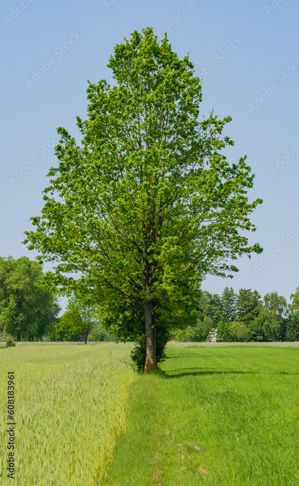Samotne duże drzewo liściaste na zielonej trawie i tle błękitnego nieba  - obrazy, fototapety, plakaty 