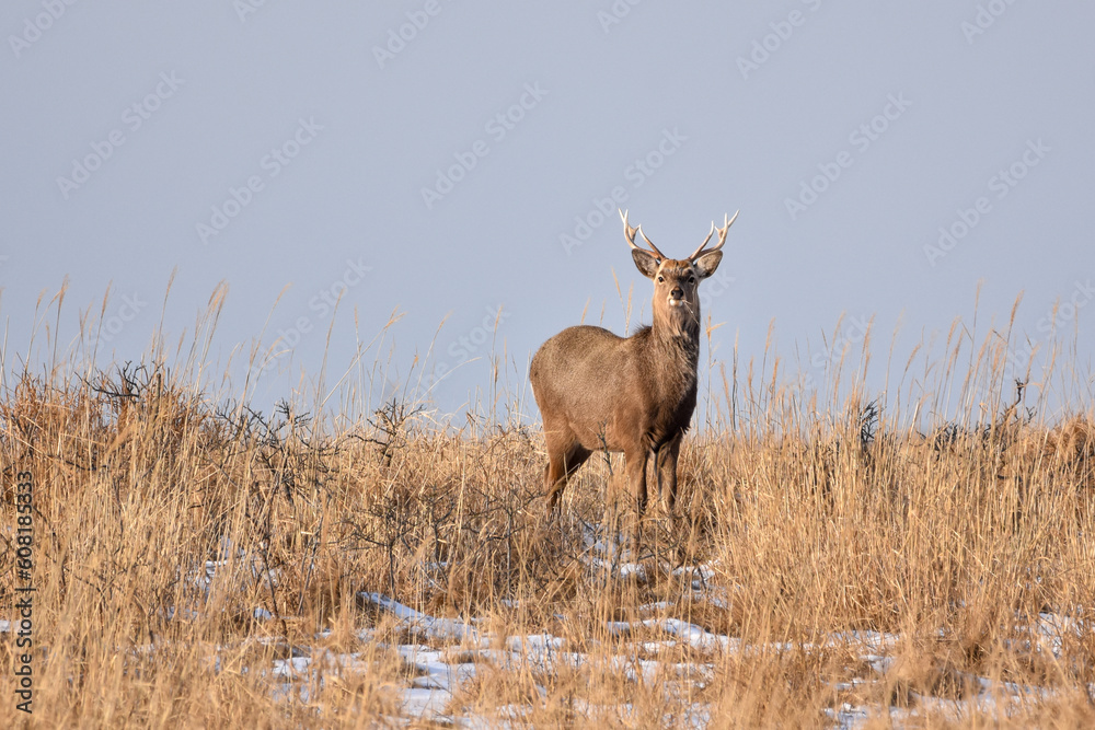 Fototapeta premium 野付半島、草原の中のエゾシカ