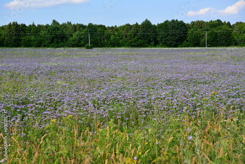 agricultural field of blooming thyme with purple flowers, copy space 
